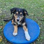 Photo Fitness canin / proprioception